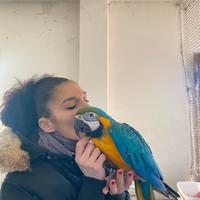 Pappagallo Ara Arauna Baby 2025