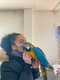 Pappagallo Ara Arauna Baby 2025