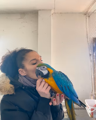 Pappagallo Ara Arauna Baby 2025