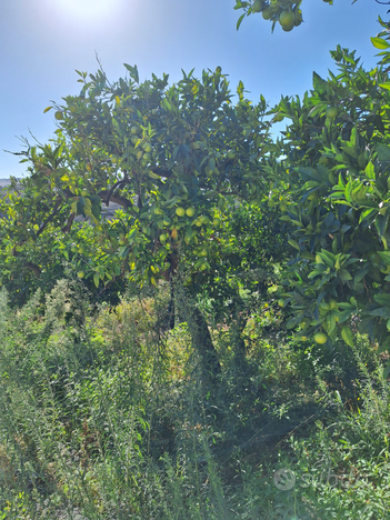 Giardino in buono stato