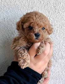 Cuccioli di Maltipoo