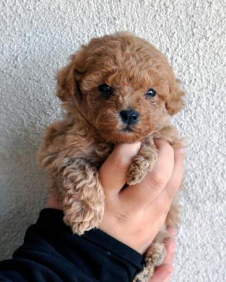 Cuccioli di Maltipoo