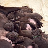 Labrador Retriever Chocolate