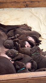 Labrador Retriever Chocolate