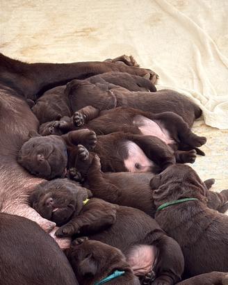Labrador Retriever Chocolate