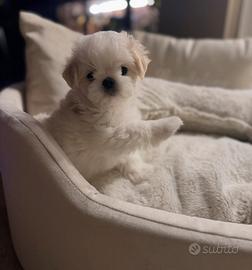 Maltese bianco cucciolo