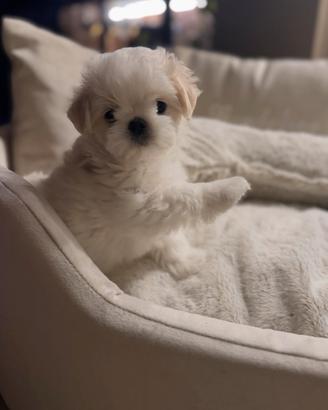 Maltese bianco cucciolo
