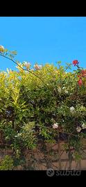 Piante di glicine