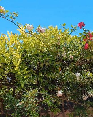 Piante di glicine