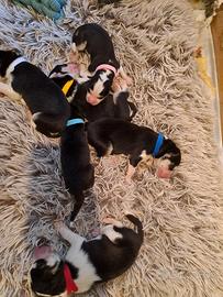 PRENOTA Cuccioli Siberian Husky