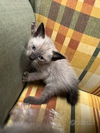 Gattino Siamese