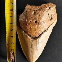 fossile di dente di megalodonte