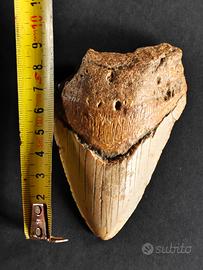fossile di dente di megalodonte