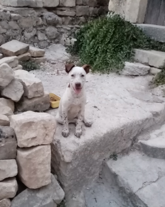 Regalasi cagnolina