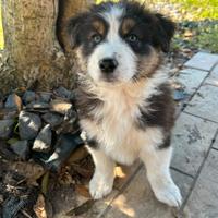 Cuccioli pastore australiano