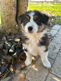 Cuccioli pastore australiano