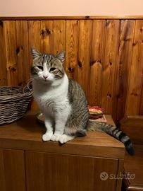 Gattone tigrato