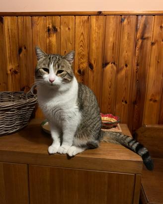 Gattone tigrato