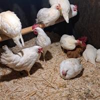 Galline livornesi