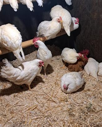 Galline livornesi