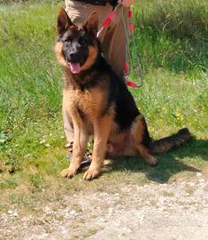 Pastore tedesco maschio