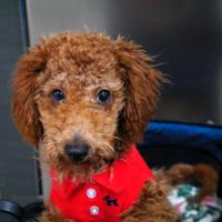 Barboncino mini toy red