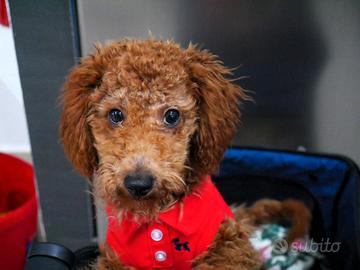 Barboncino mini toy red