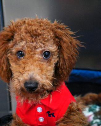 Barboncino mini toy red