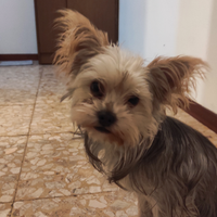 Cucciolo Terrier, vaccinato e affettuso