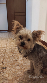 Cucciolo Terrier, vaccinato e affettuso