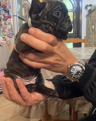 Buldog francese
