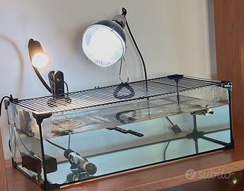 Acquario