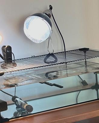 Acquario