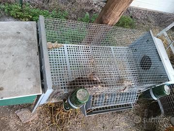 gabbia per conigli