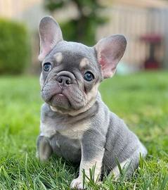 BULLDOG FRANCESE BLU TAN CUCCIOLI - pag mensile