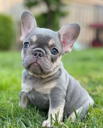 BULLDOG FRANCESE BLU TAN CUCCIOLI - pag mensile
