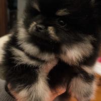 Cucciolo di Spitz tedesco nano-Pomerania