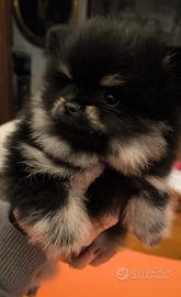 Cucciolo di Spitz tedesco nano-Pomerania