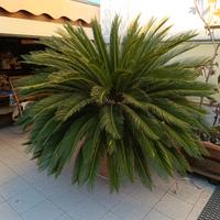 CYCAS