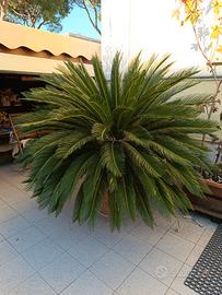 CYCAS