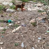 Cuccioli incrocio dachsbracke, segugio maremmano