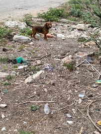 Cuccioli incrocio dachsbracke, segugio maremmano