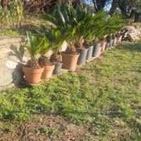 Cycas