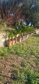 Cycas