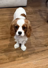cucciolo cavalier king 