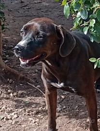 Ciccia mix Labrador marrone 4/5anni, NAPOLI