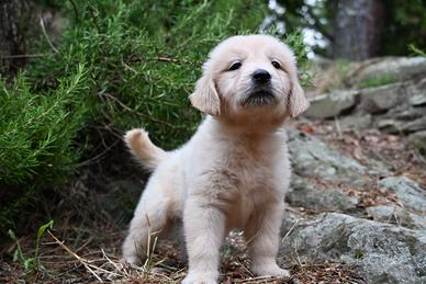 Golden retriever