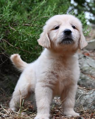 Golden retriever