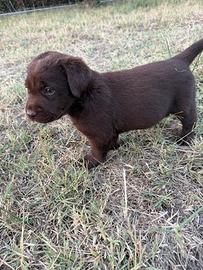 Cucciole Labrador