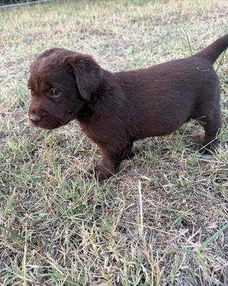 Cucciole Labrador
